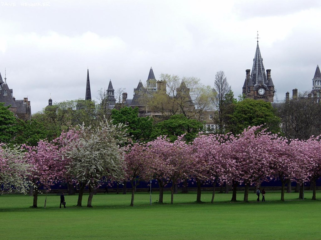 Meadows in spring